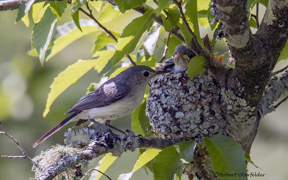 Blue-gray Gnatcatcher - ML60289591