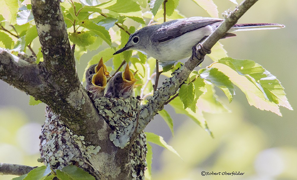 Blue-gray Gnatcatcher - ML60289601