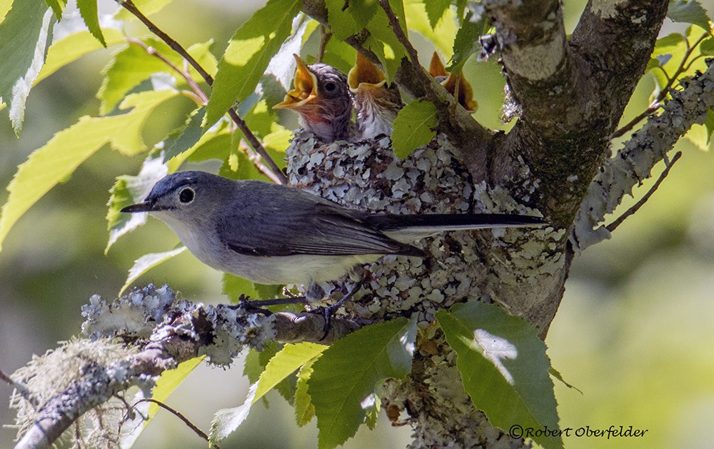 Blue-gray Gnatcatcher - ML60289611