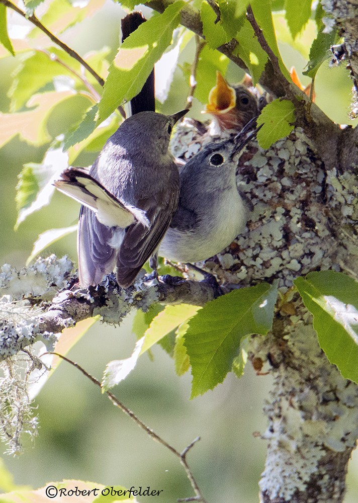 Blue-gray Gnatcatcher - ML60289641
