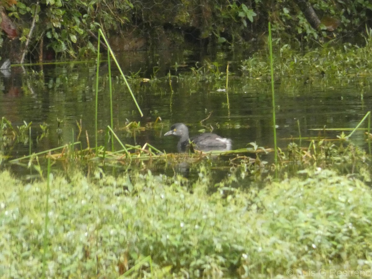 Least Grebe - ML602896771