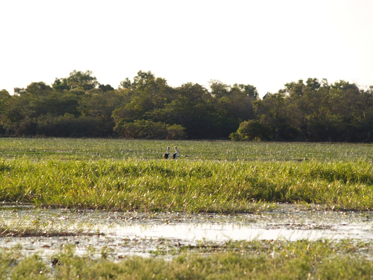 Australian Pelican - ML602897091