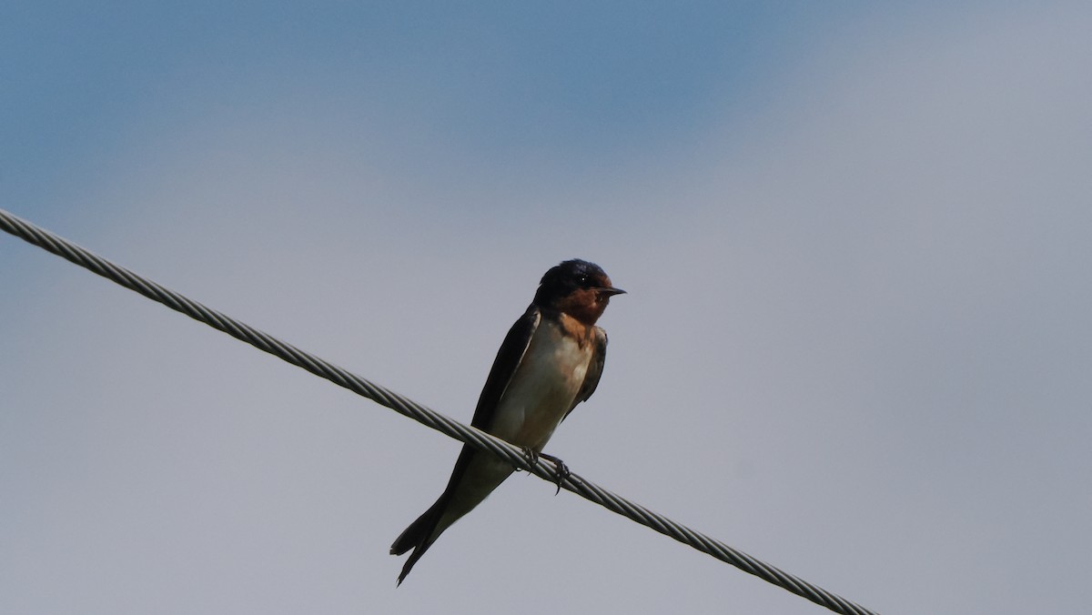 Barn Swallow - ML602897591
