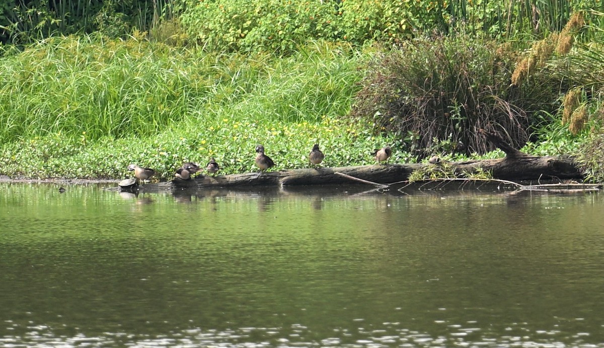 Wood Duck - ML602897711