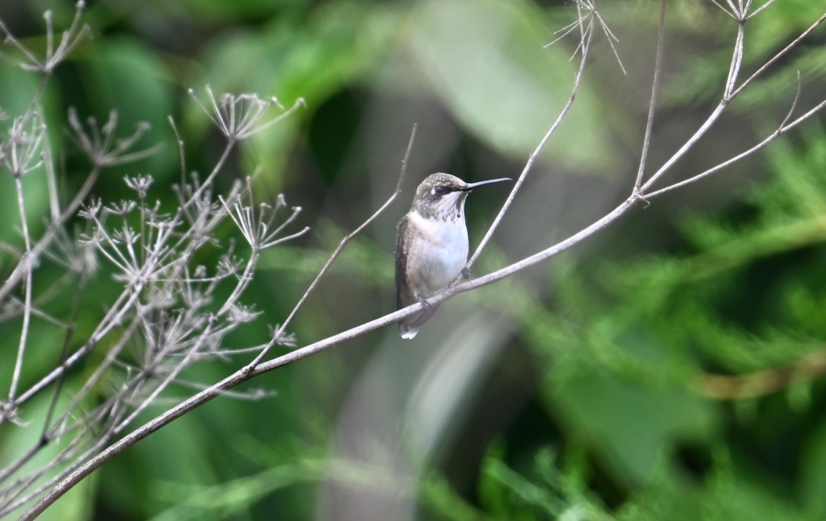 Ruby-throated Hummingbird - ML602897781