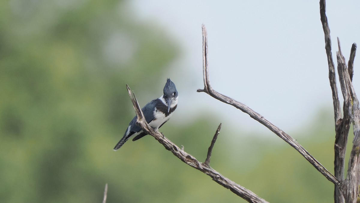Belted Kingfisher - ML602897791