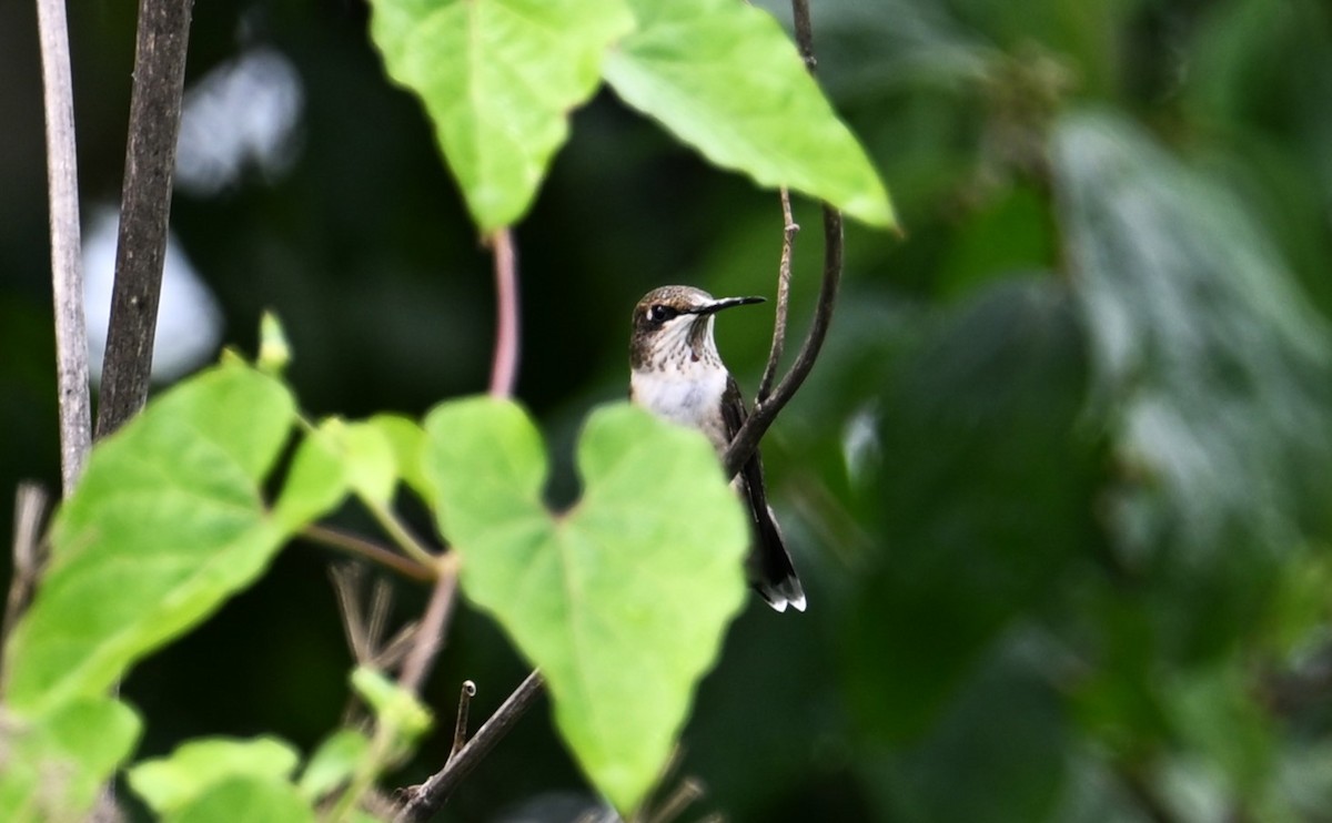 Ruby-throated Hummingbird - ML602897871