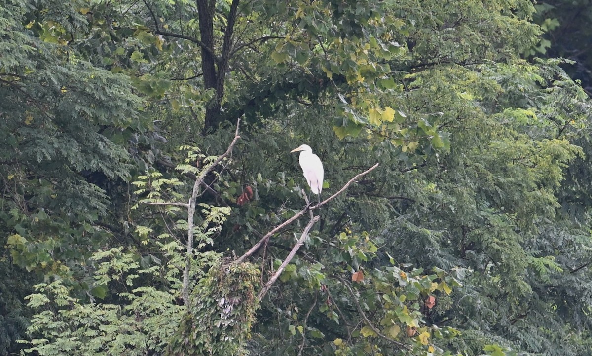 Great Egret - Wayne Wauligman