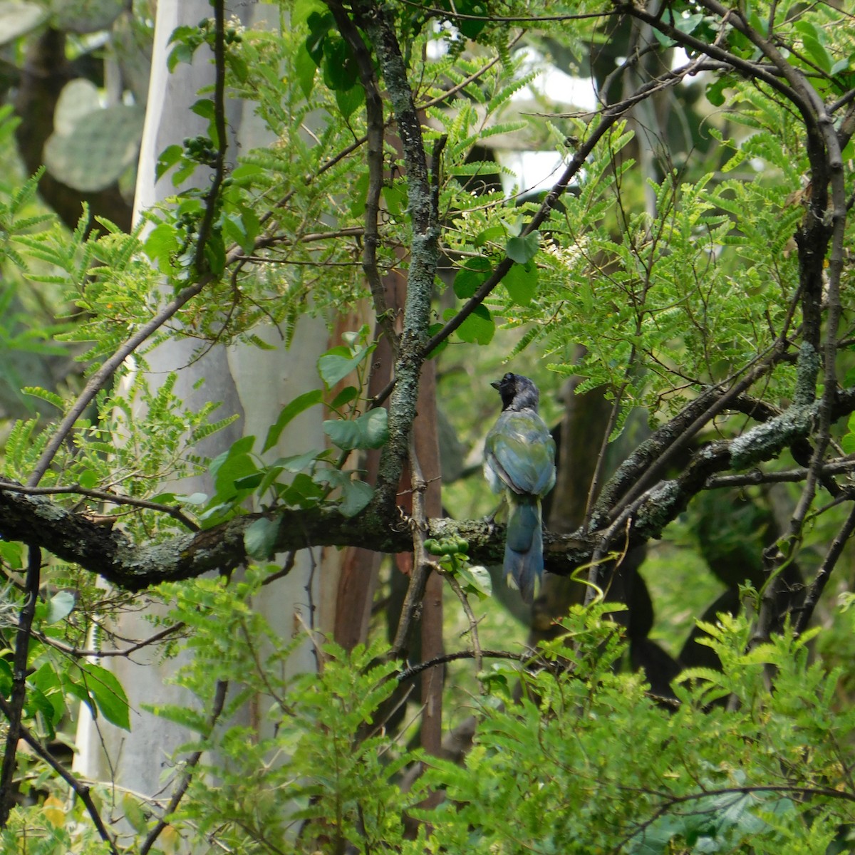 Green Jay - Alberto Paz