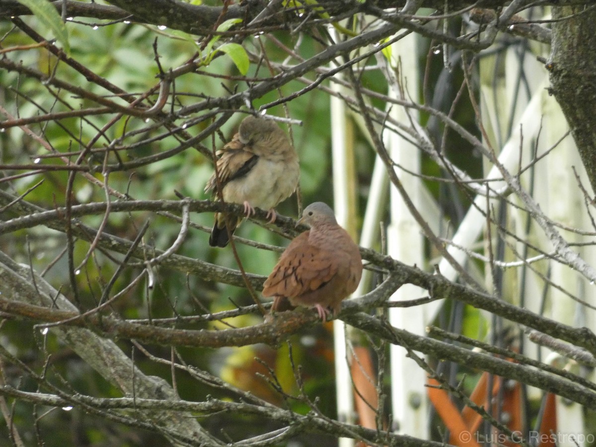 Ruddy Ground Dove - ML602898321