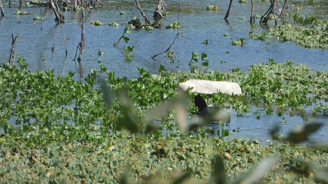 Red-fronted Coot - ML602898351