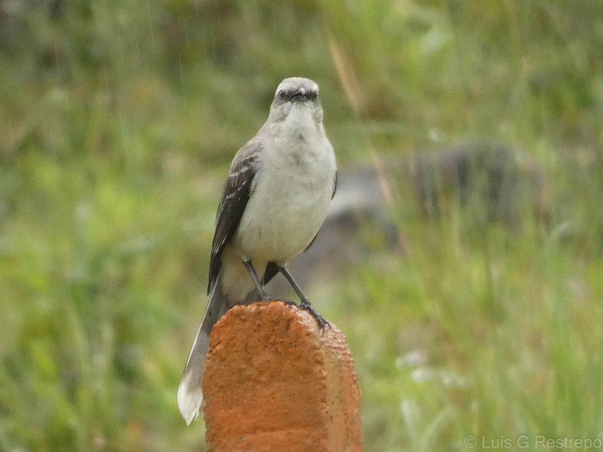 Tropical Mockingbird - ML602898631