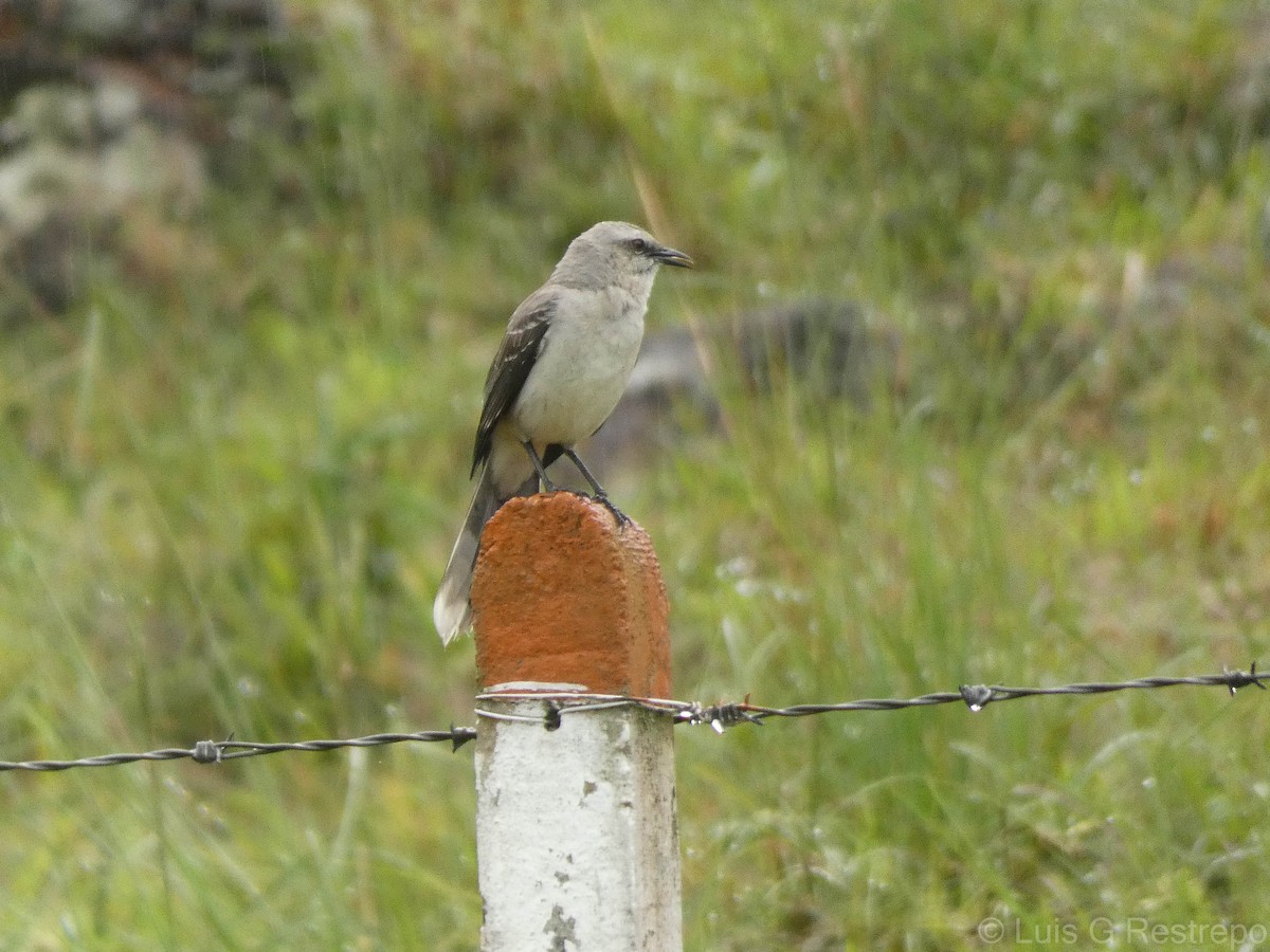 Tropical Mockingbird - ML602898641