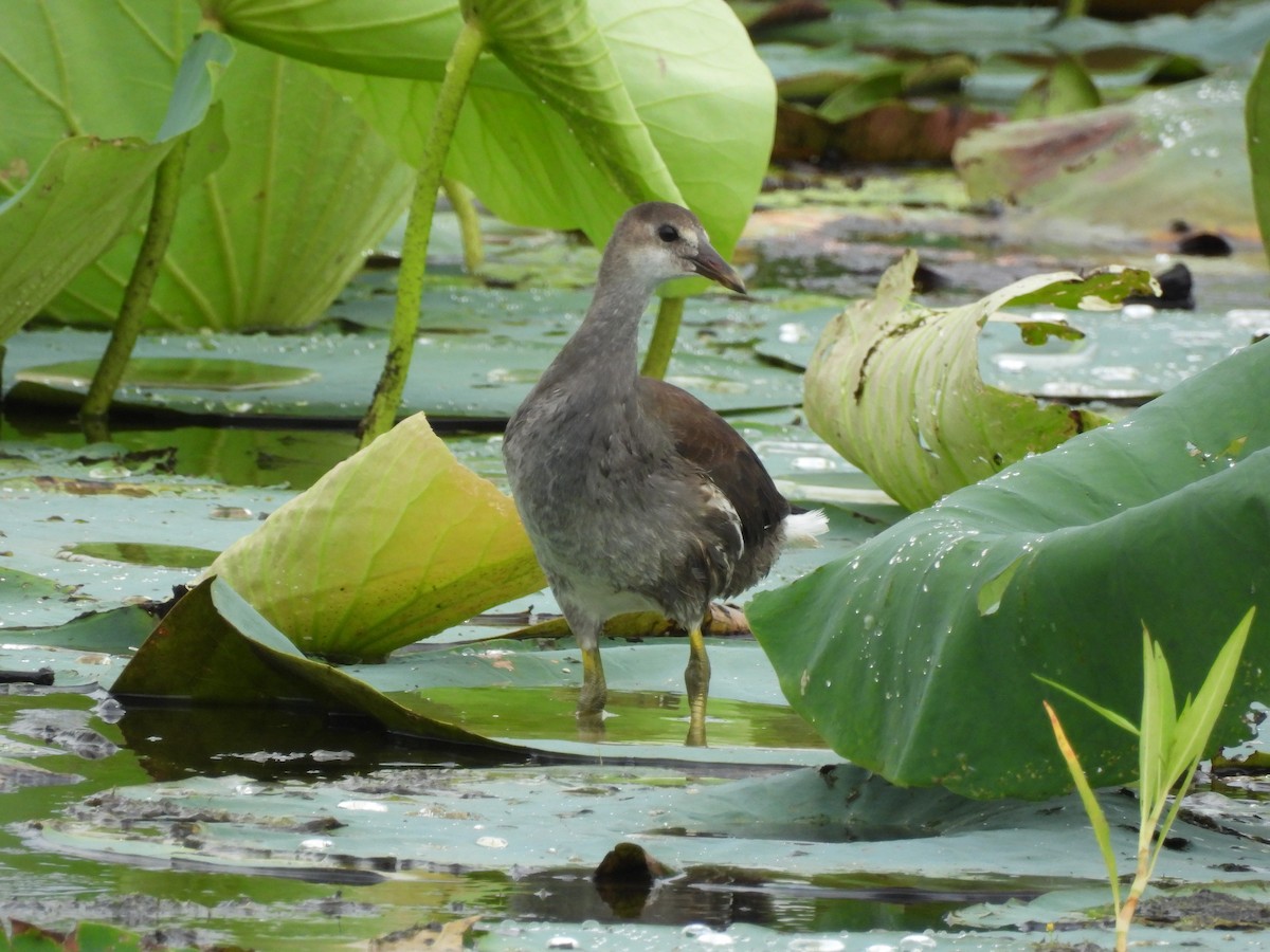 Common Gallinule - ML602898881