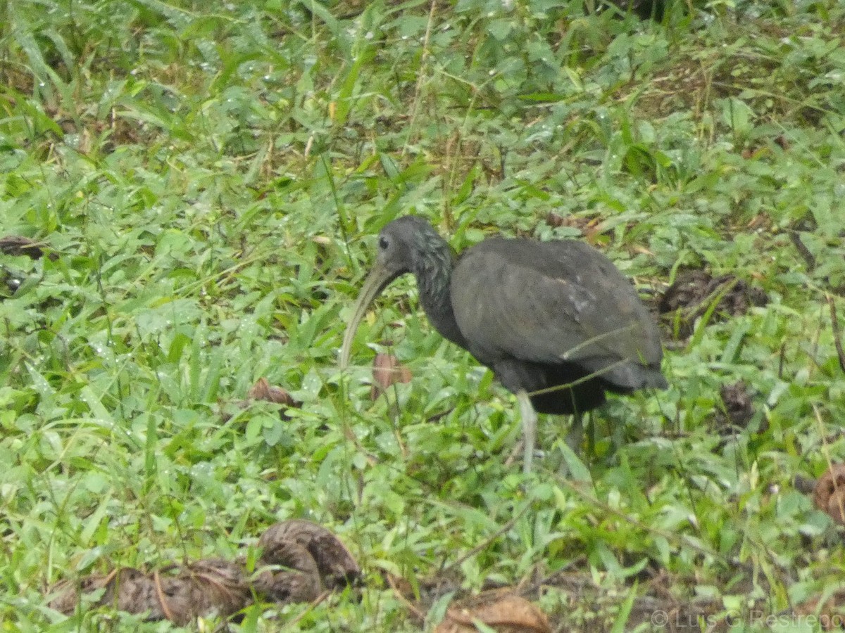 Green Ibis - ML602898981