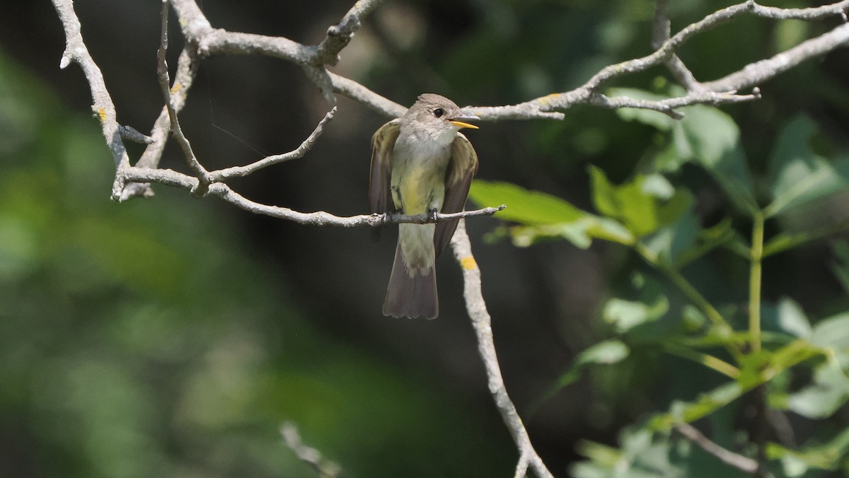 Eastern Wood-Pewee - ML602899161