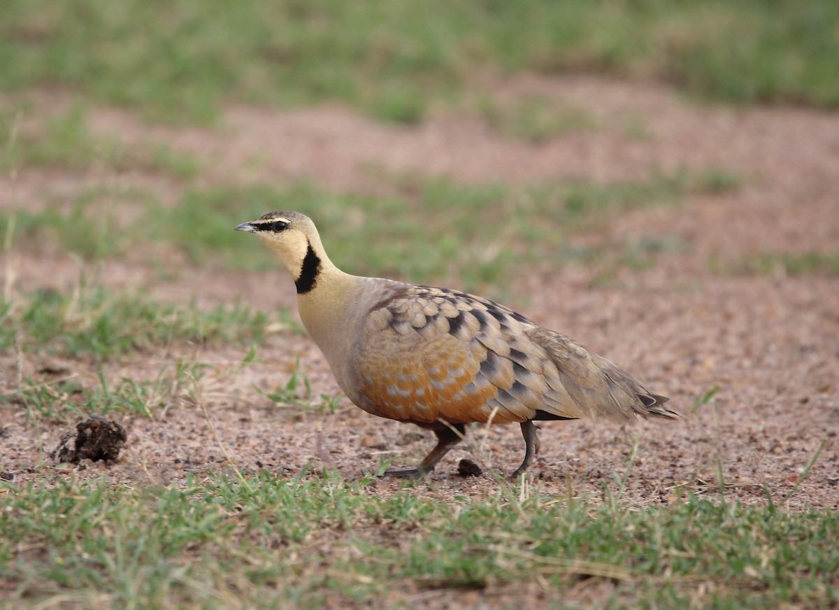 Yellow-throated Sandgrouse - ML602899181