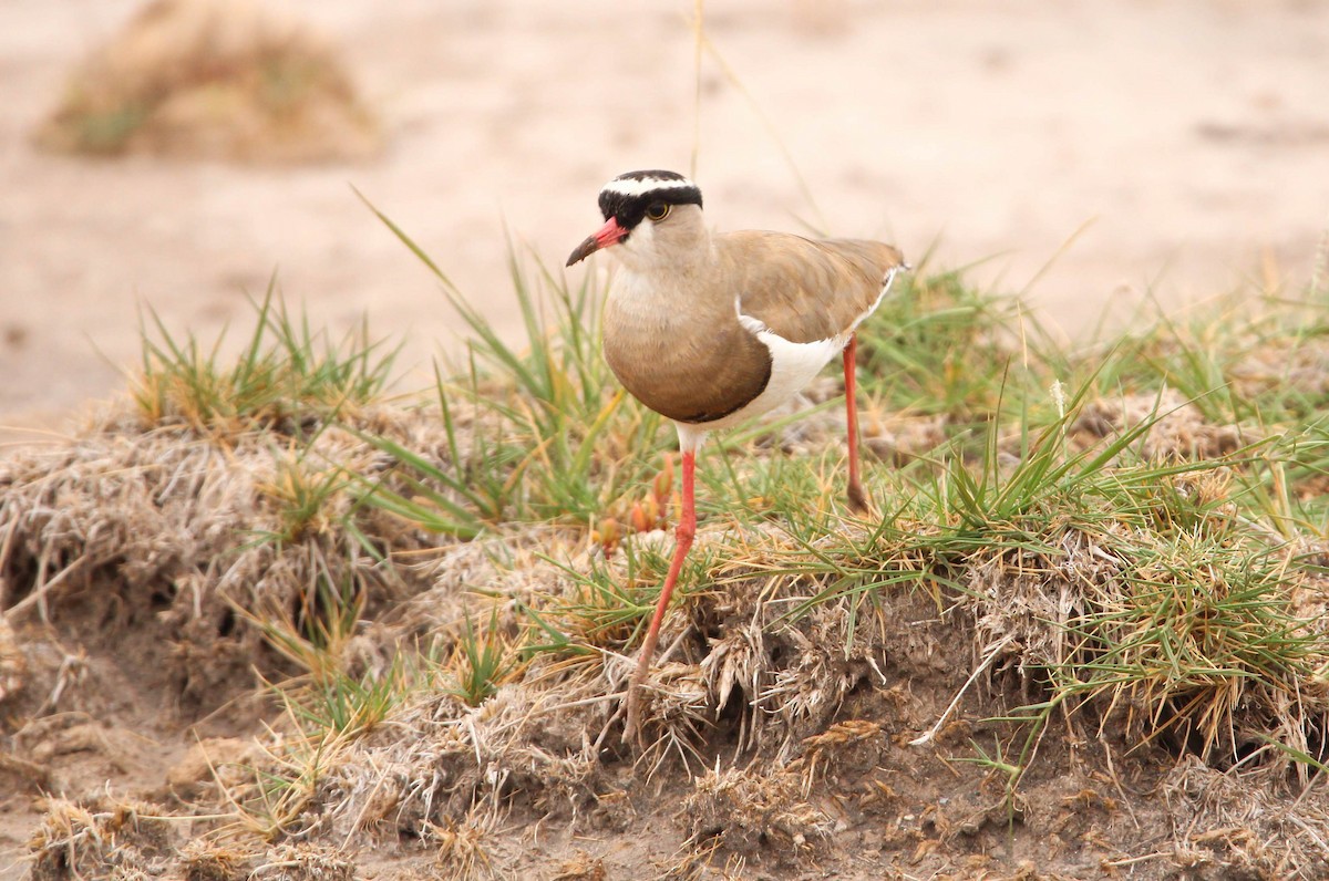 Crowned Lapwing - ML602899661