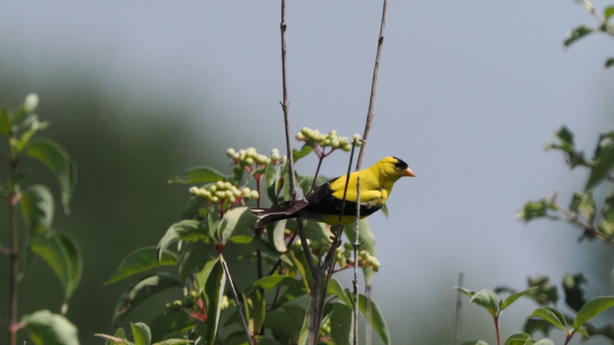 American Goldfinch - ML602899771