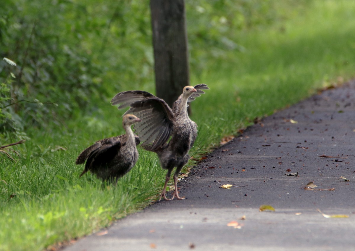 Wild Turkey - Susan Zelek