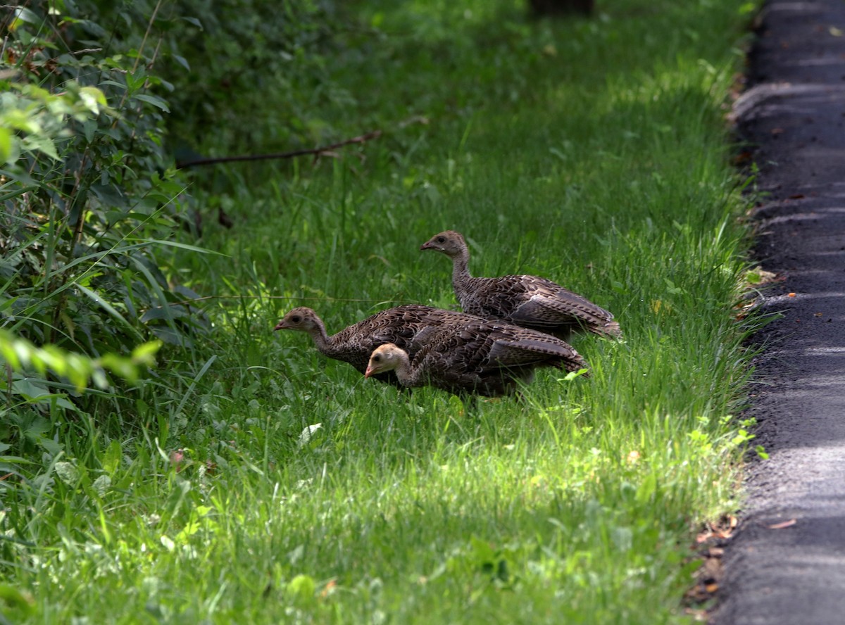 Wild Turkey - Susan Zelek