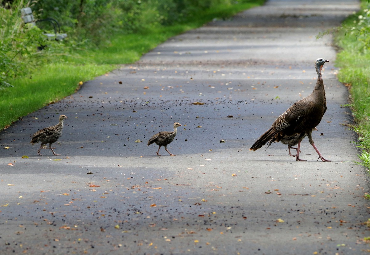 Wild Turkey - ML602899931