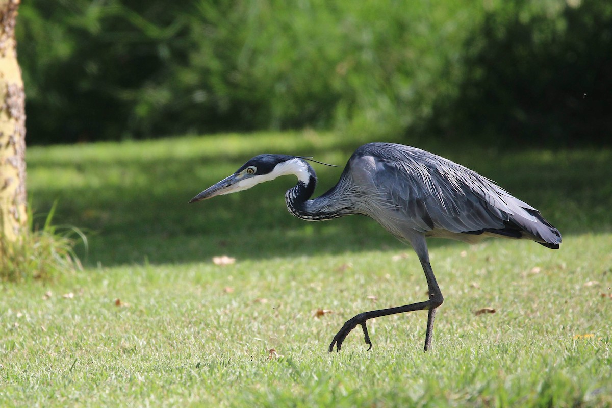 Black-headed Heron - ML602900971