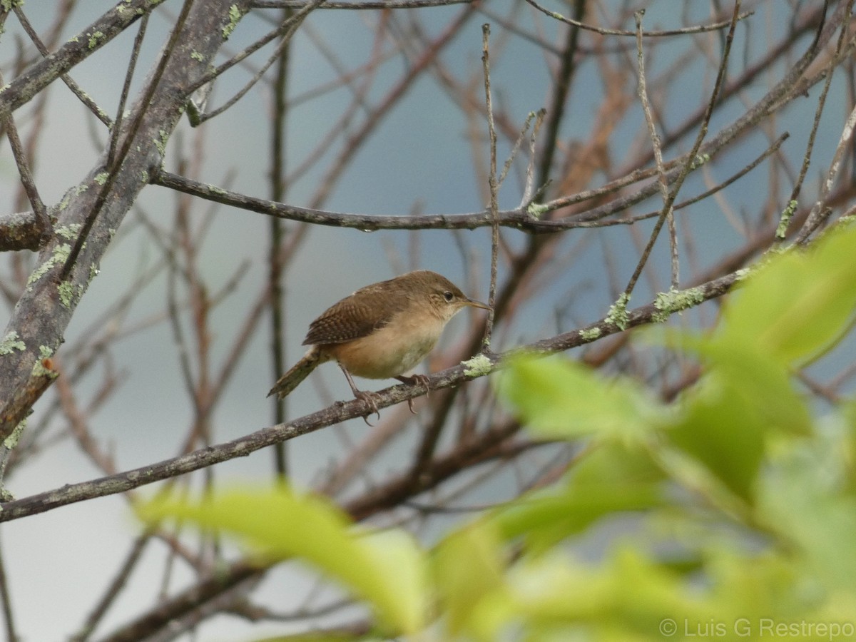 House Wren - Luis G Restrepo