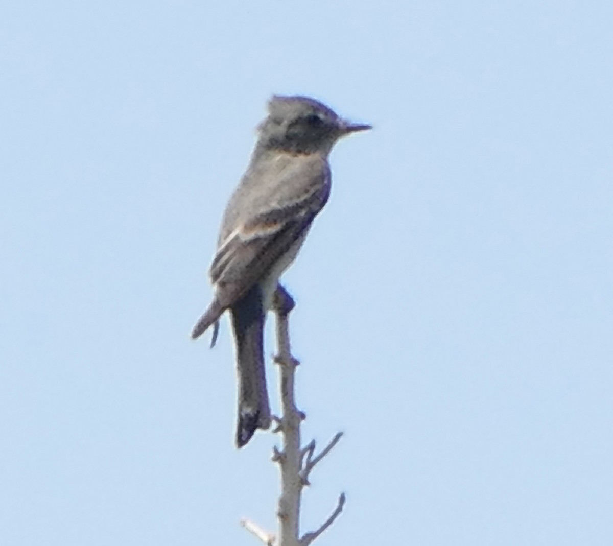 Western Wood-Pewee - ML602901841