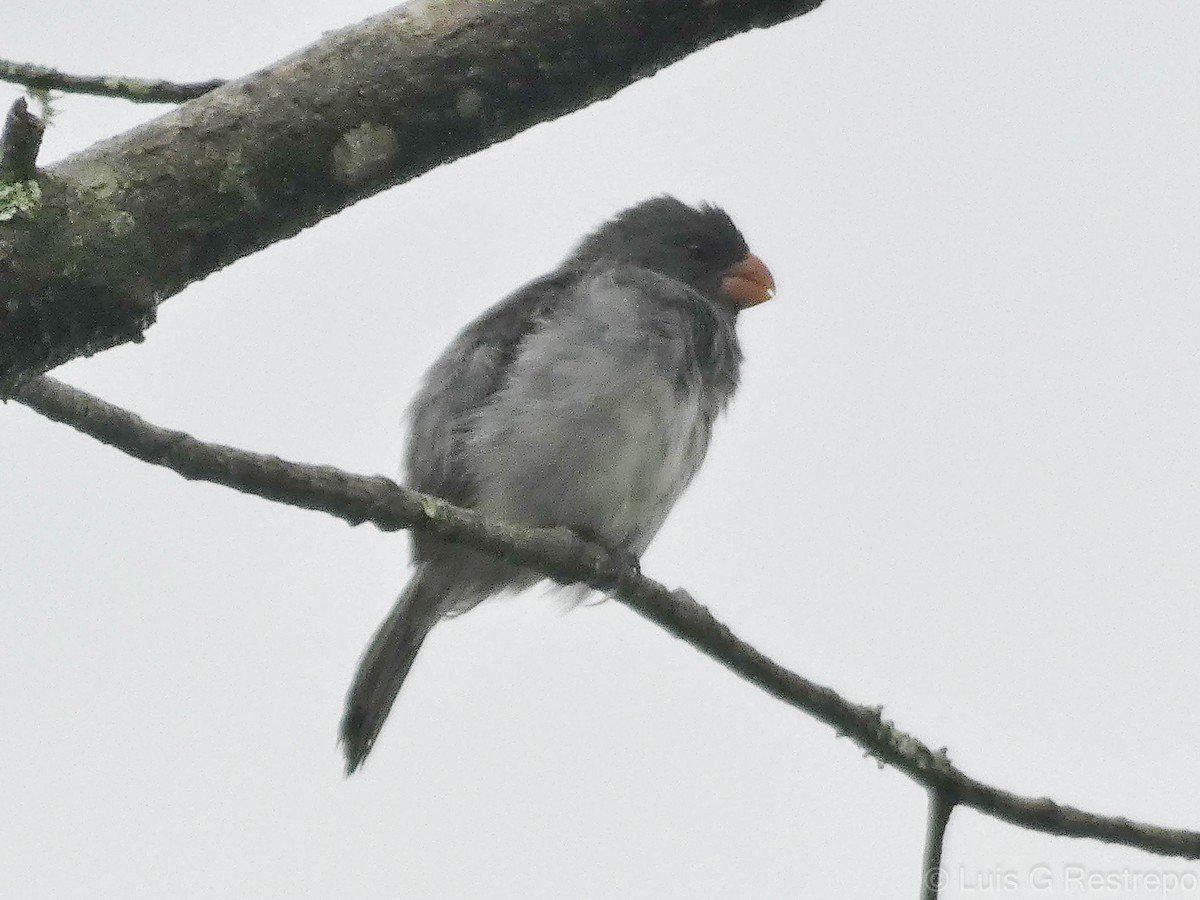 Ortanca Tohumcul - ML602901961