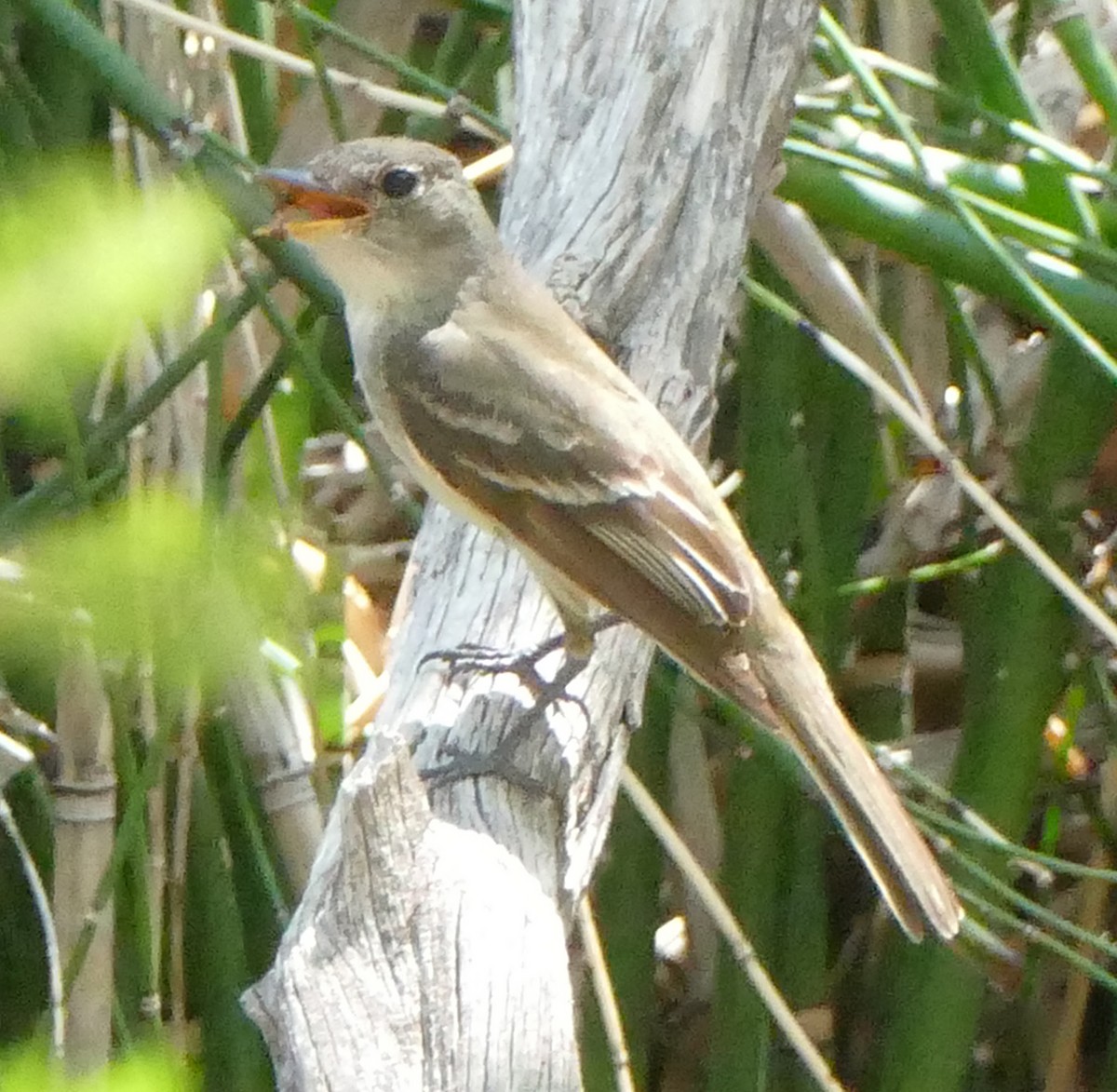 Willow Flycatcher - ML602902191