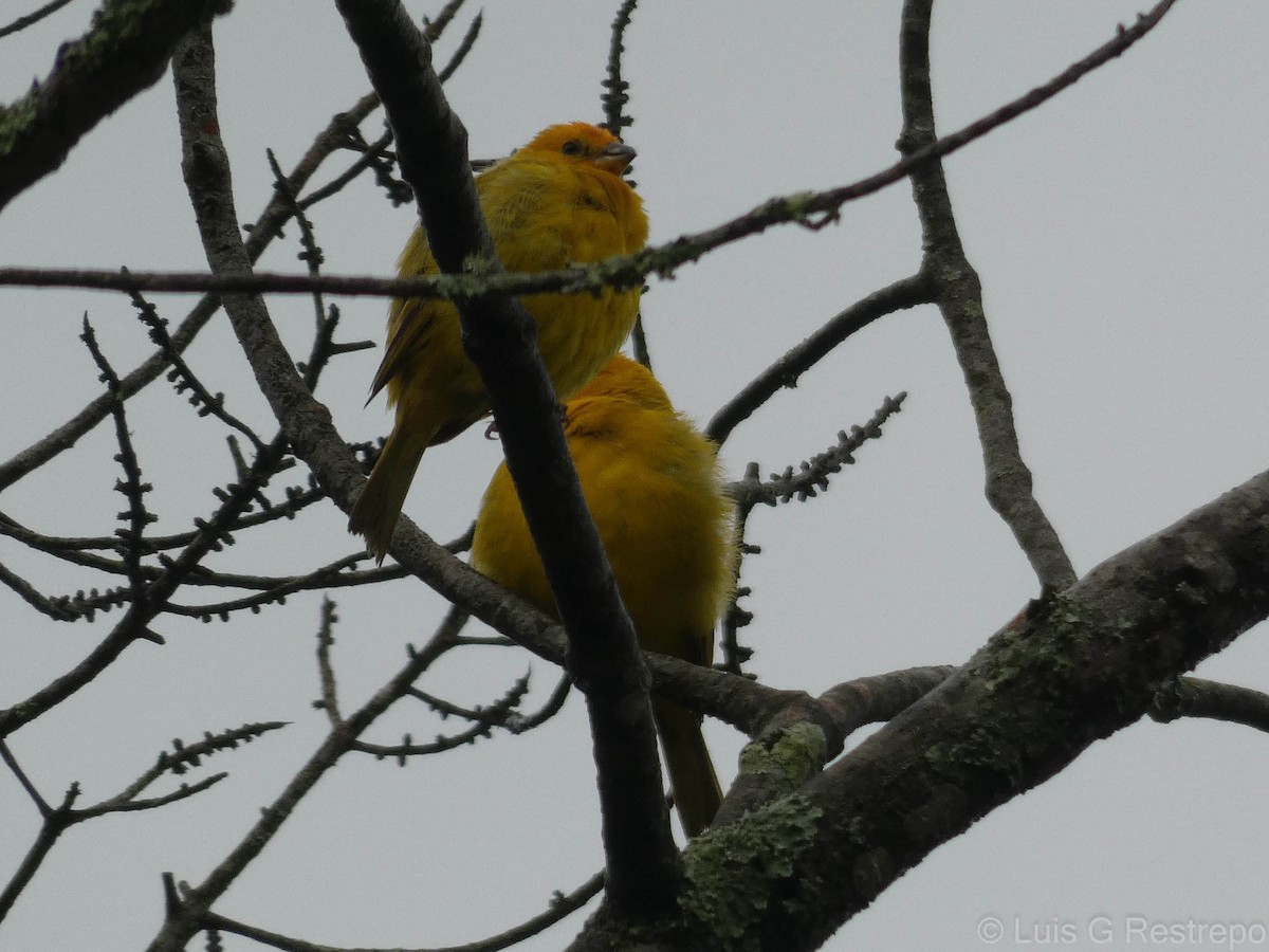 Saffron Finch - ML602902331