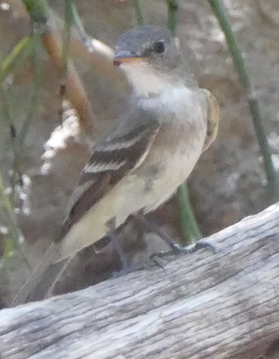 Willow Flycatcher - ML602902701