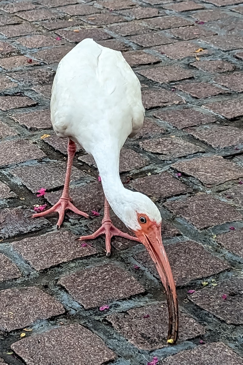 White Ibis - ML602903471