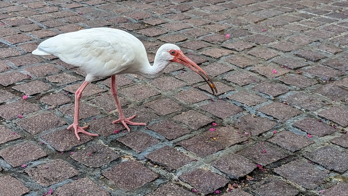 White Ibis - ML602903511