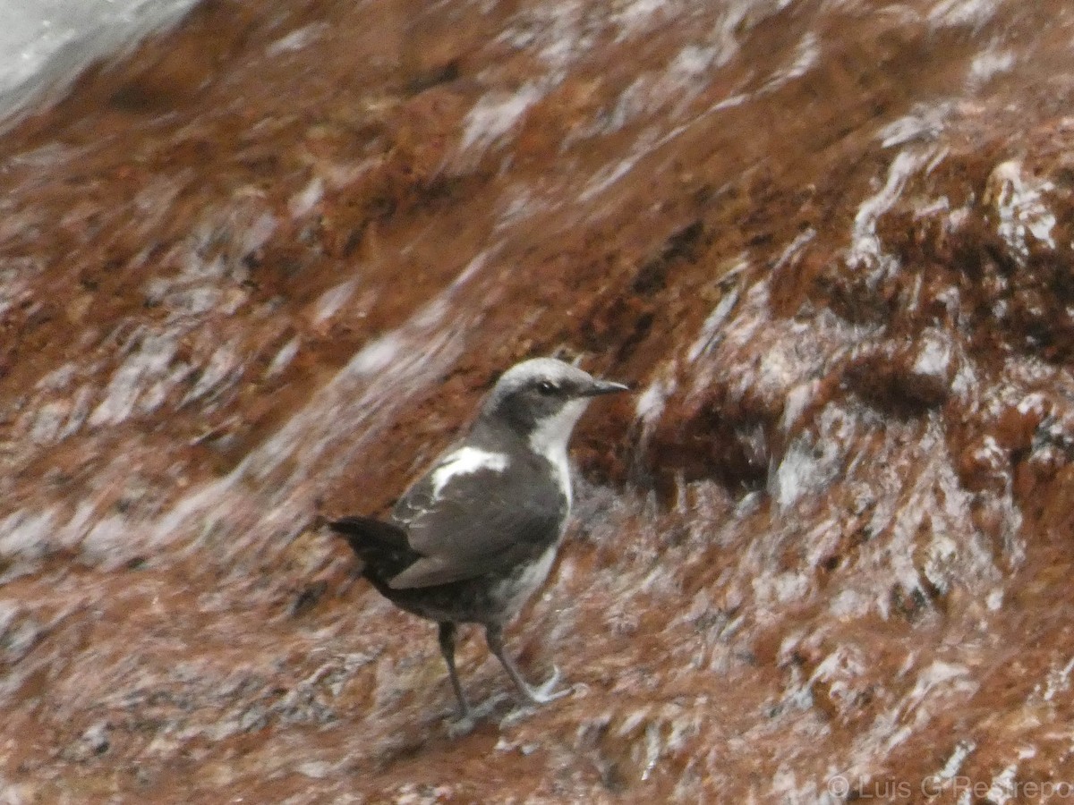 White-capped Dipper - Luis G Restrepo