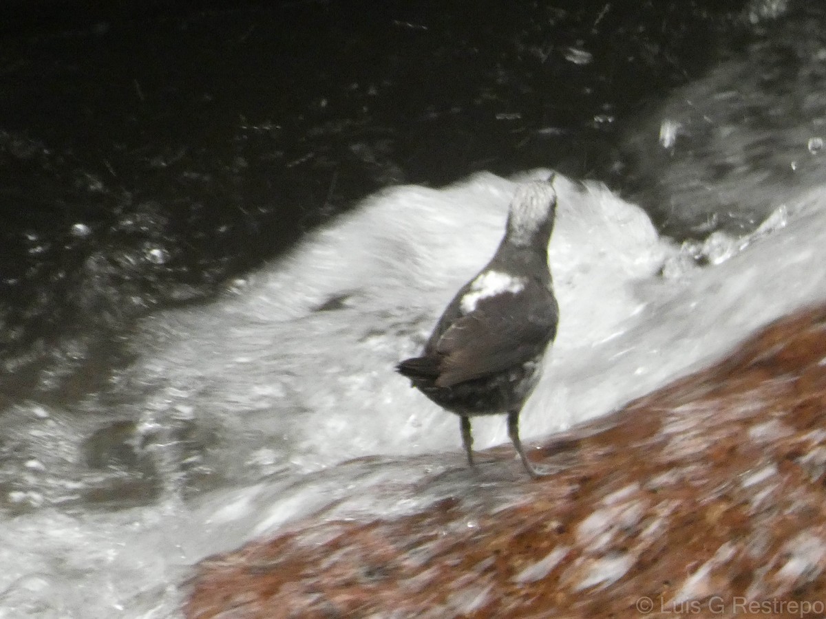 White-capped Dipper - ML602903981