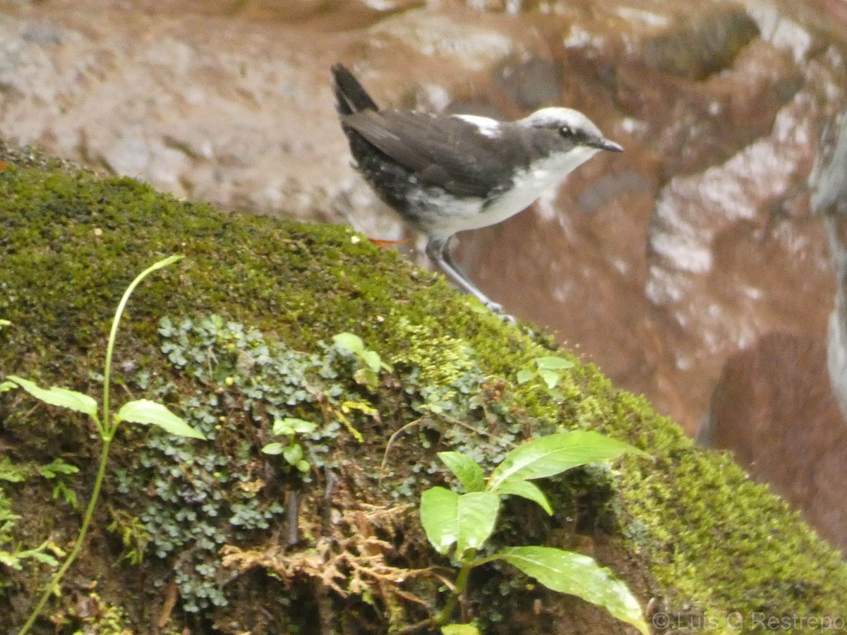 White-capped Dipper - ML602903991