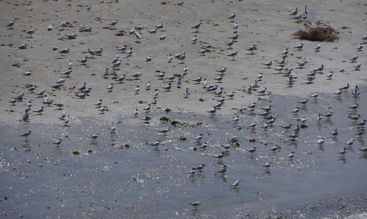 Sandwich Tern - ML60290461