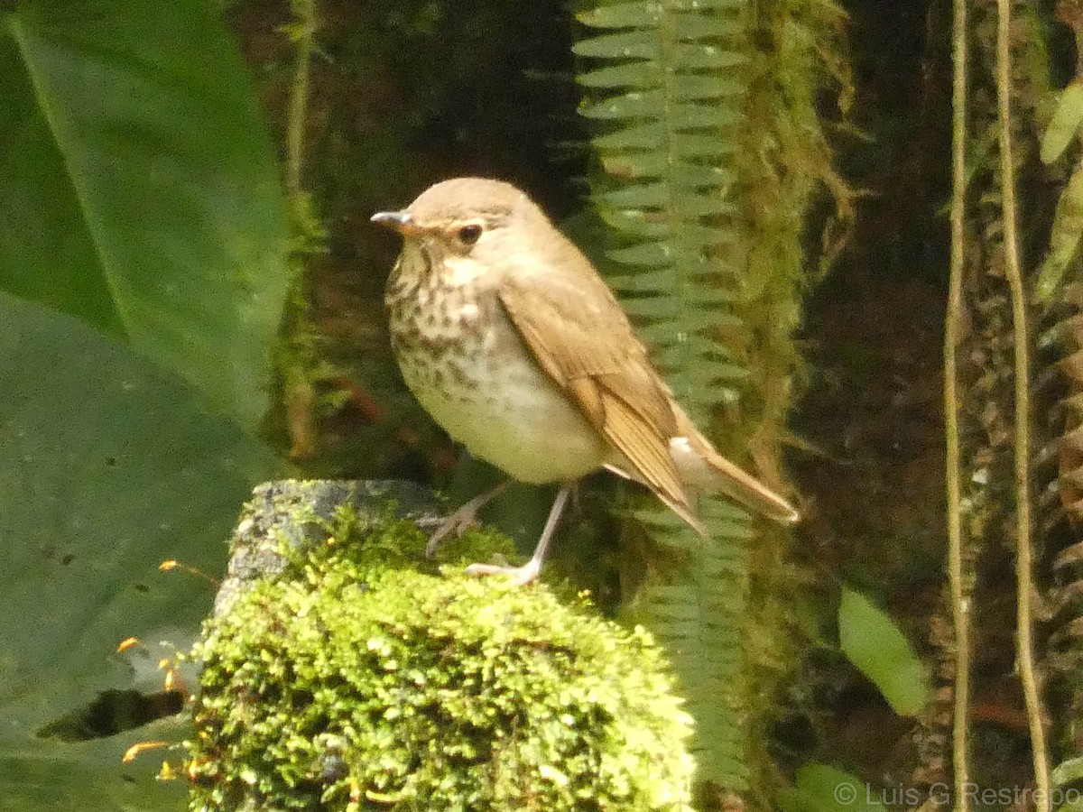 Swainson's Thrush - ML602904671