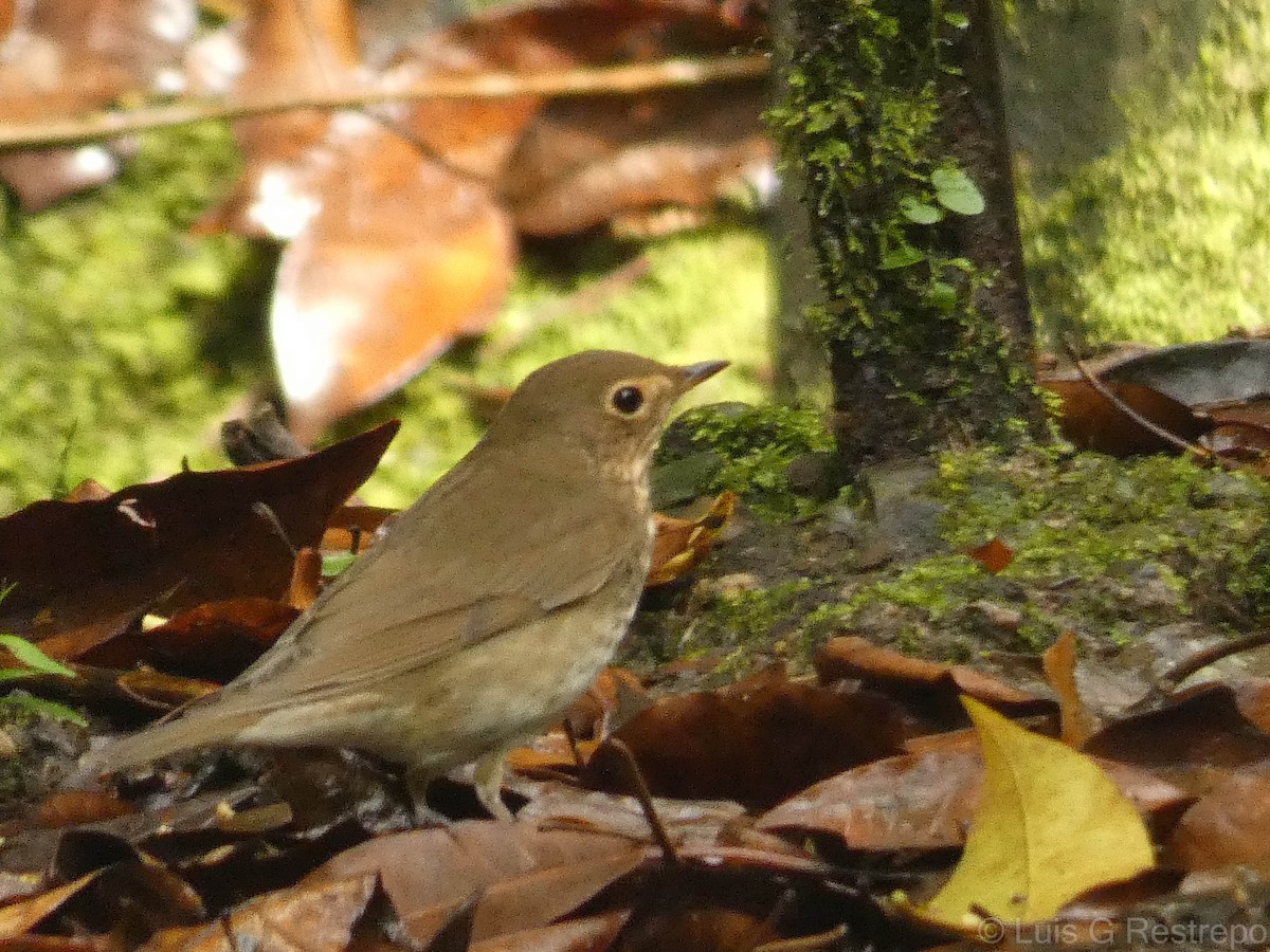 Swainson's Thrush - Luis G Restrepo