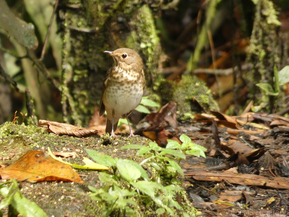 Swainson's Thrush - ML602904691