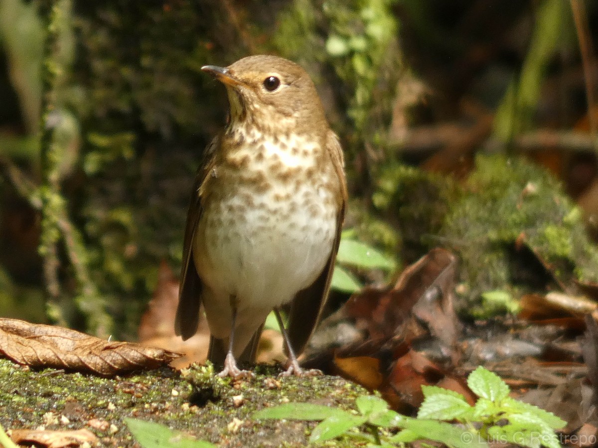 Swainson's Thrush - ML602904701