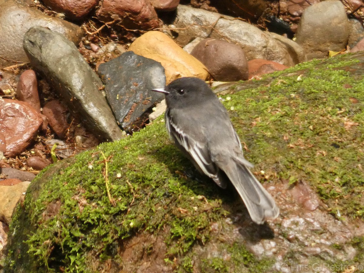 Black Phoebe - ML602905361