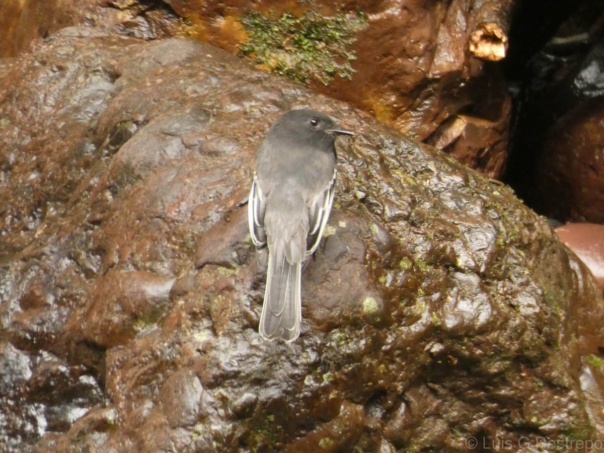 Black Phoebe - ML602905371