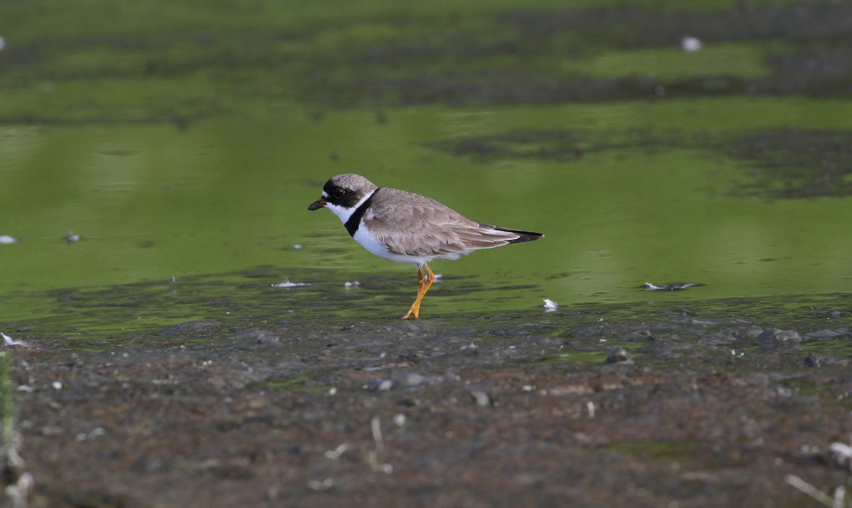 Semipalmated Plover - Tom Beeke