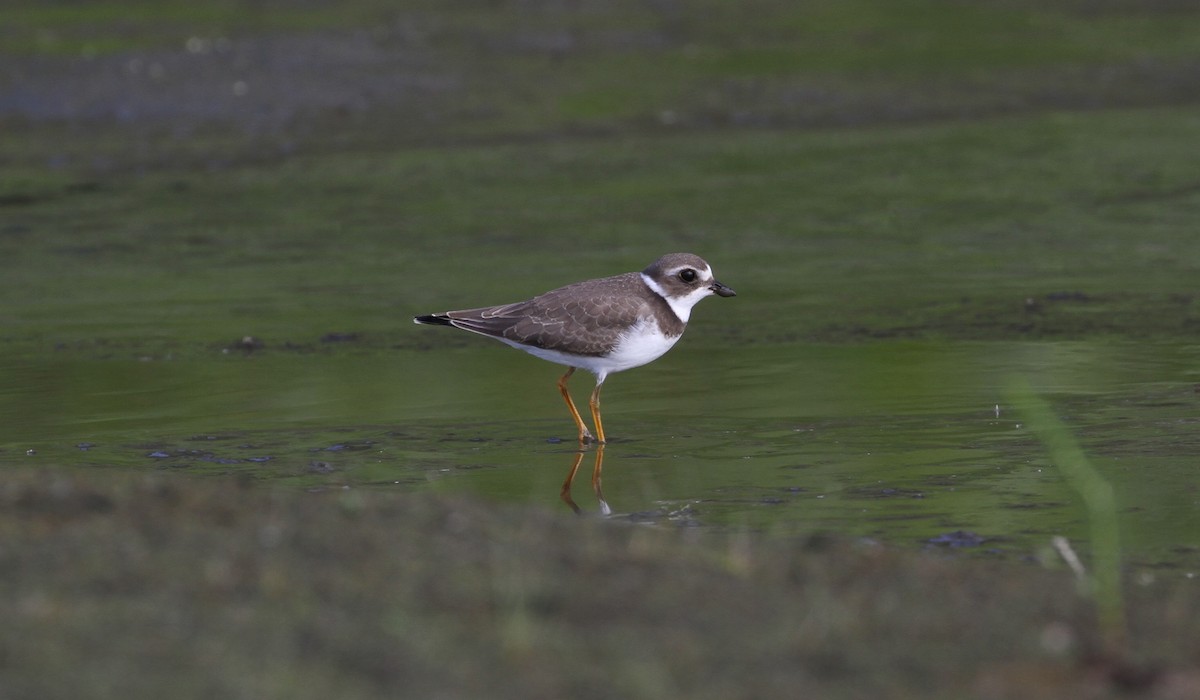 Semipalmated Plover - Tom Beeke