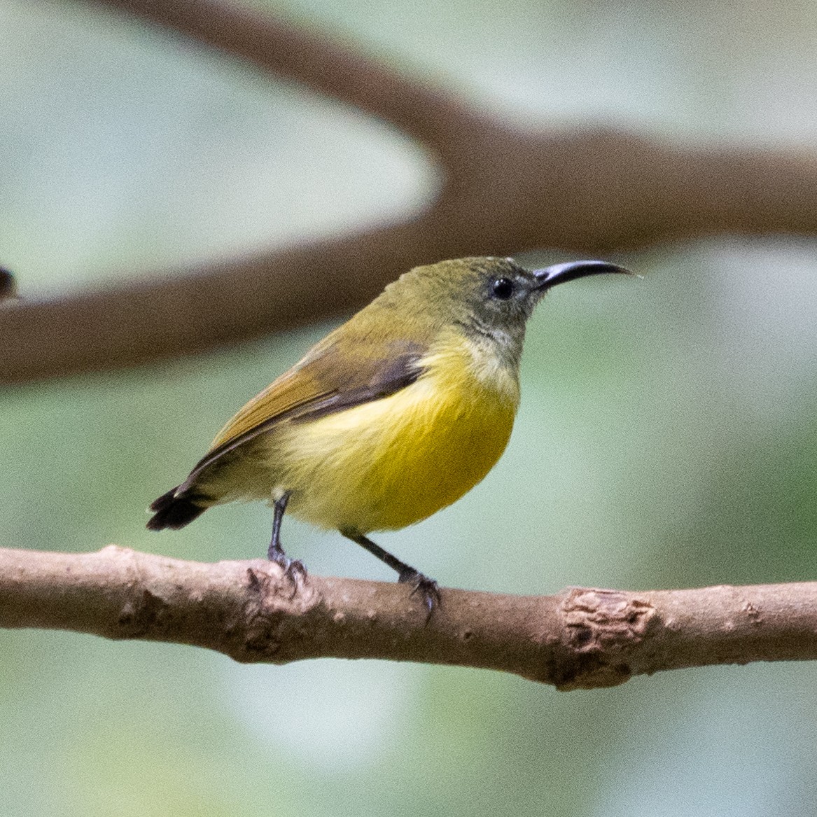 Maroon-naped Sunbird - ML602906141