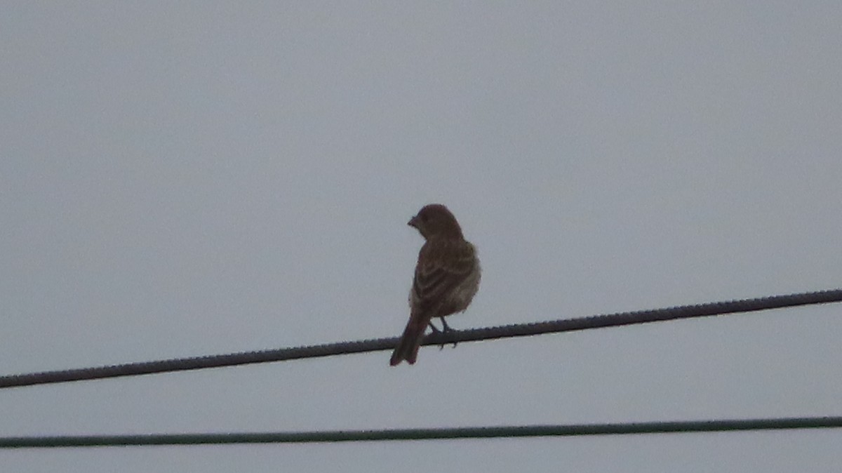 House Finch - ML602906541