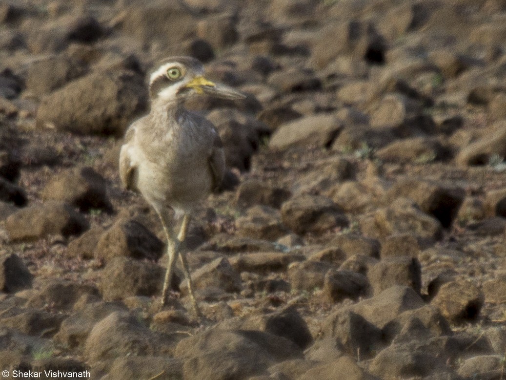 Great Thick-knee - ML60290661